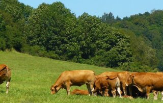 brown cows grazing peacefully in a green field with trees in the background