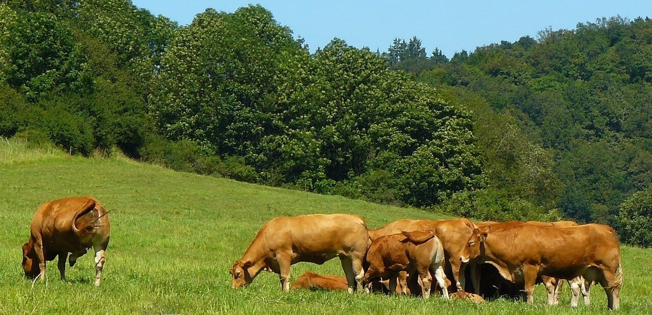 brown cows grazing peacefully in a green field with trees in the background