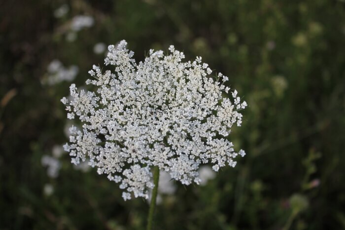 lace bloom flower with white petals against a green background