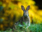 cute rabbit on green grass with yellow flowers behind