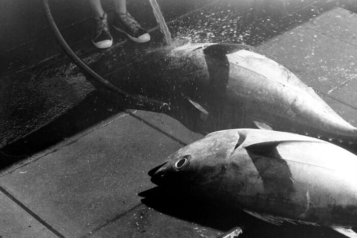 two dead tuna fish being sprayed with water in black and white
