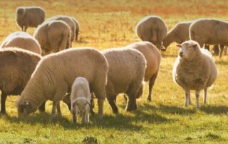 Sheep graze in a field illuminated by sunlight