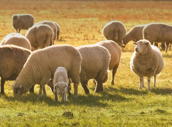 Sheep graze in a field illuminated by sunlight