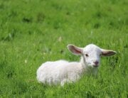 cute white lamb resting in green field