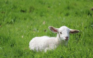 cute white lamb resting in green field