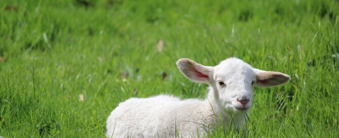 cute white lamb resting in green field