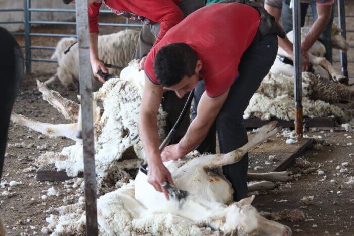 man in red shirt bent over aggressively shearing sad sheep