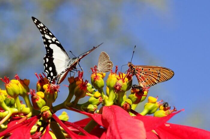 two colorful butterflies perching on red and green flowers
