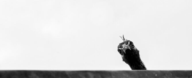 black and white turkey's head peeking over a ledge with white sky in background