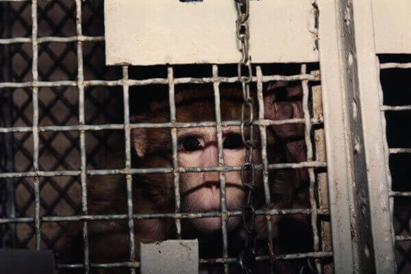 sad and scared monkey's fact behind the bars of a cage