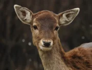 Deer looking into camera