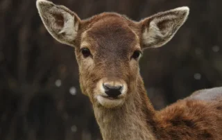 Deer looking into camera