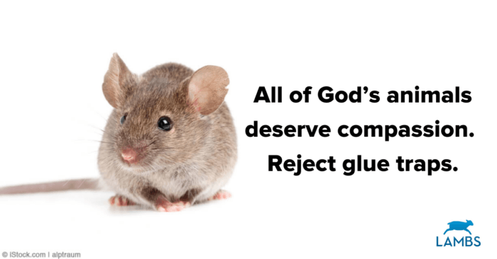 cute mouse standing next to text that reads All of God's animals deserve compassion. Reject glue traps.