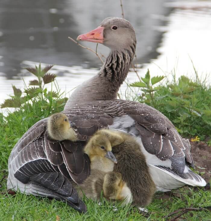 mother dock with gray and white feathers hugging two yellow chicks under her wings by side of a lake