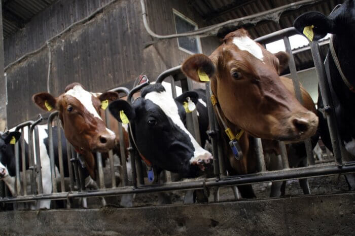 terrified black and brown cows with yellow tags on their ears stuck behind metal crate at factory farm