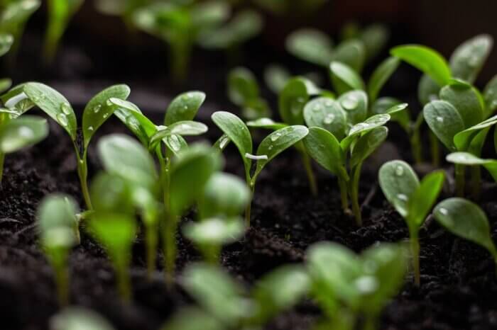 green seedlings with dew sprouting up