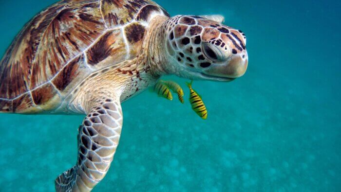 brown and white sea turtle swimming in crystal blue water