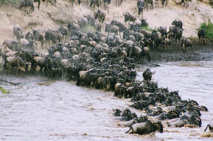 twenty plus wildebeests migrating toward a watering hole to drink