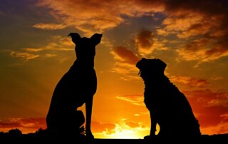 This image shows two dogs and a sunset.