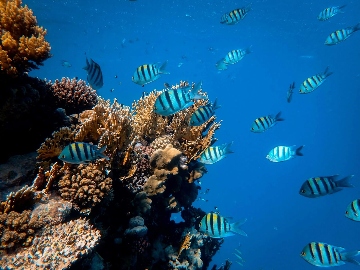 Fish swimming near a coral reef.