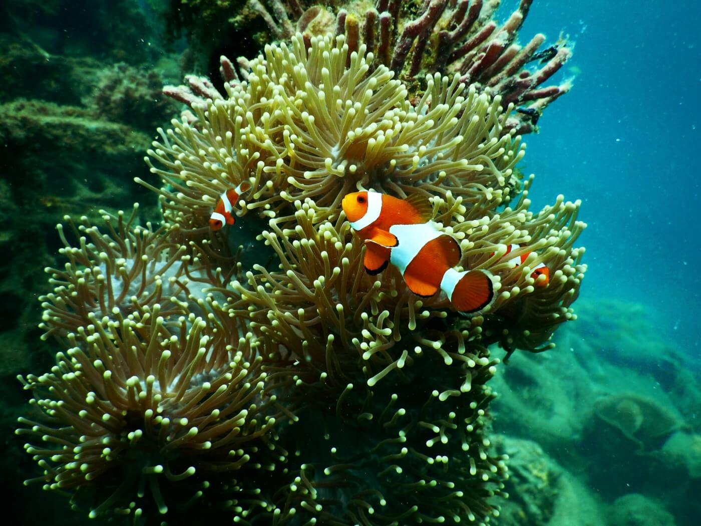 clown fish swimming near a coral reef.