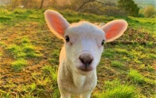 Little lamb looking at the camera on a hillside.