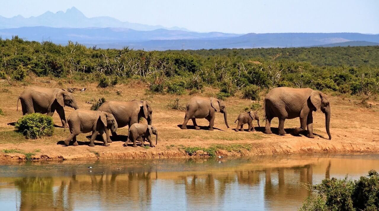 A heard of elephants near watering hole. From Pixabay: https://pixabay.com/photos/elephants-herd-safari-calves-279505/