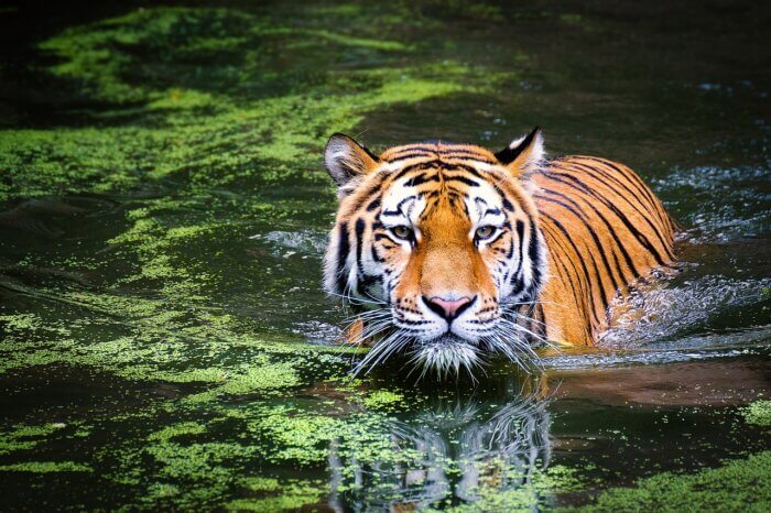 Tiger swimming in the wild