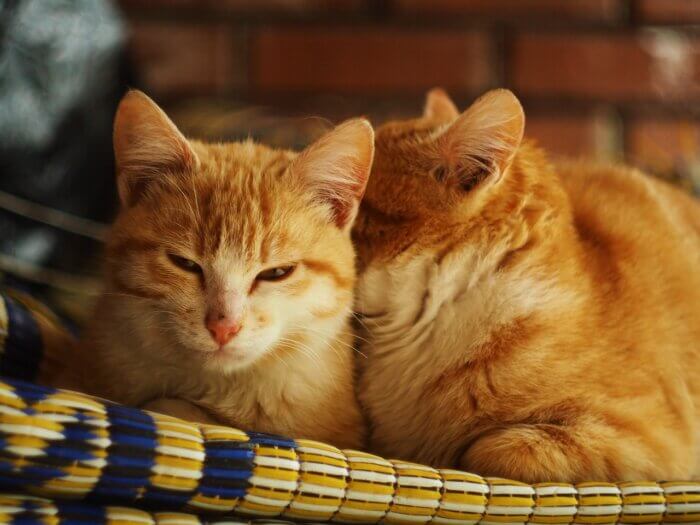 Two orange cats cuddling