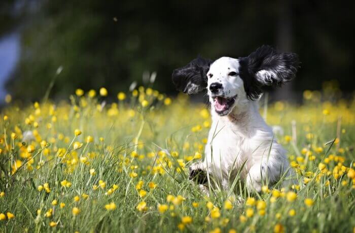 Black and white cocker spaniel running through meadow