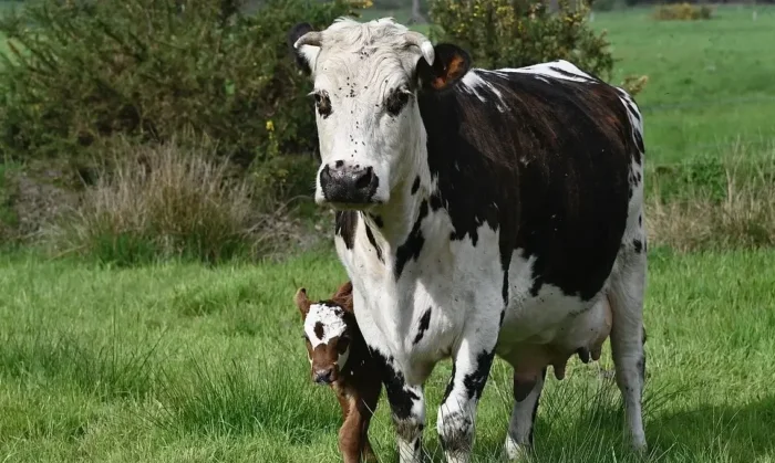Mother cow and her calf in a field