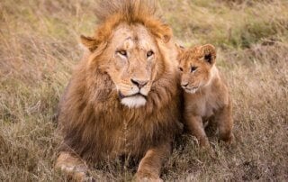 Father lion with his cub