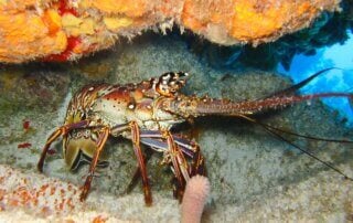 Lobster in the ocean