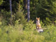 Fox in the woods looking at camera