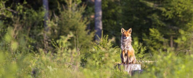 Fox in the woods looking at camera