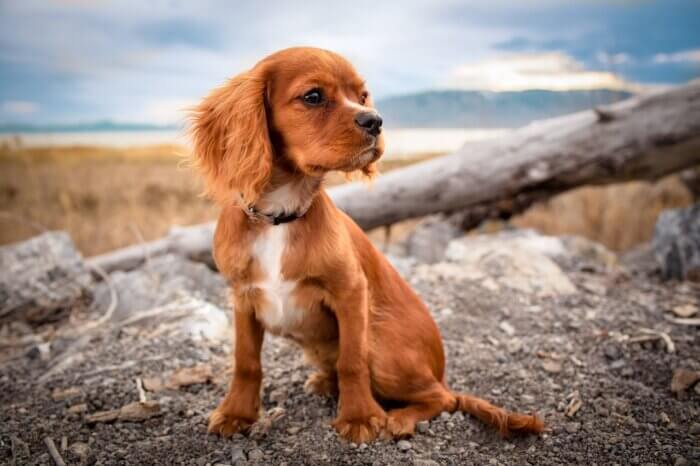 Puppy standing near the beach