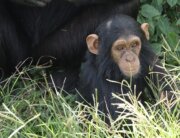 Baby chimp relaxing in the grass