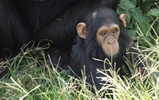 Baby chimp relaxing in the grass