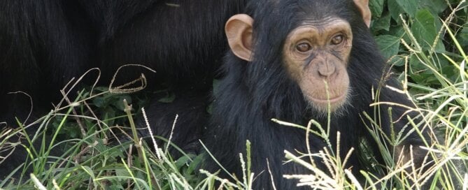 Baby chimp relaxing in the grass