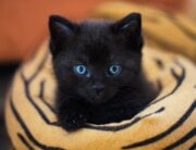 Black kitten in cat bed