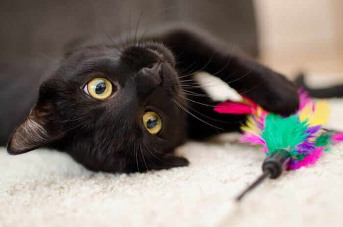 Domestic black cat curled up with toy