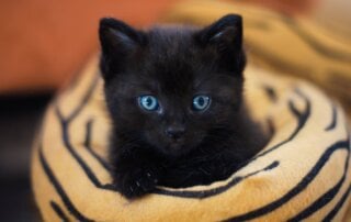 Black kitten in cat bed