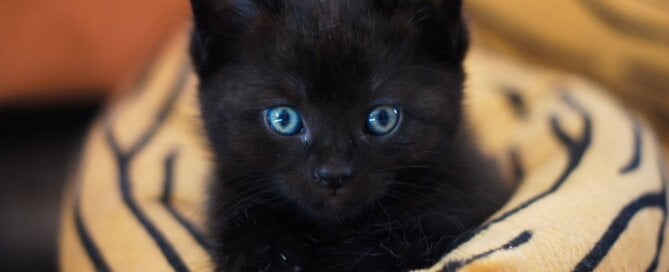 Black kitten in cat bed