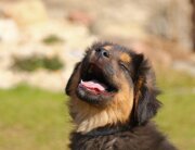 Puppy smiling in the sun