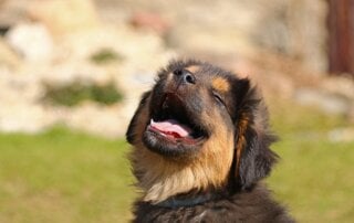 Puppy smiling in the sun