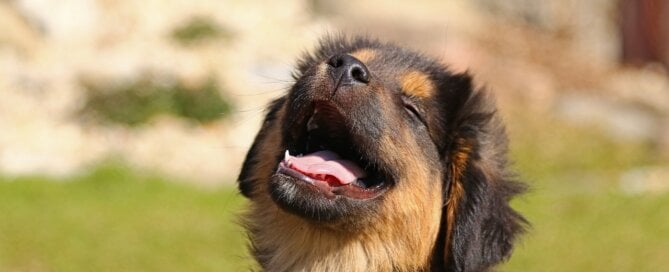 Puppy smiling in the sun