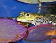 Frog in water next to lily pad