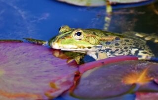 Frog in water next to lily pad