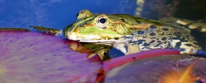 Frog in water next to lily pad