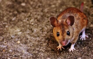 Mouse outside looking at camera